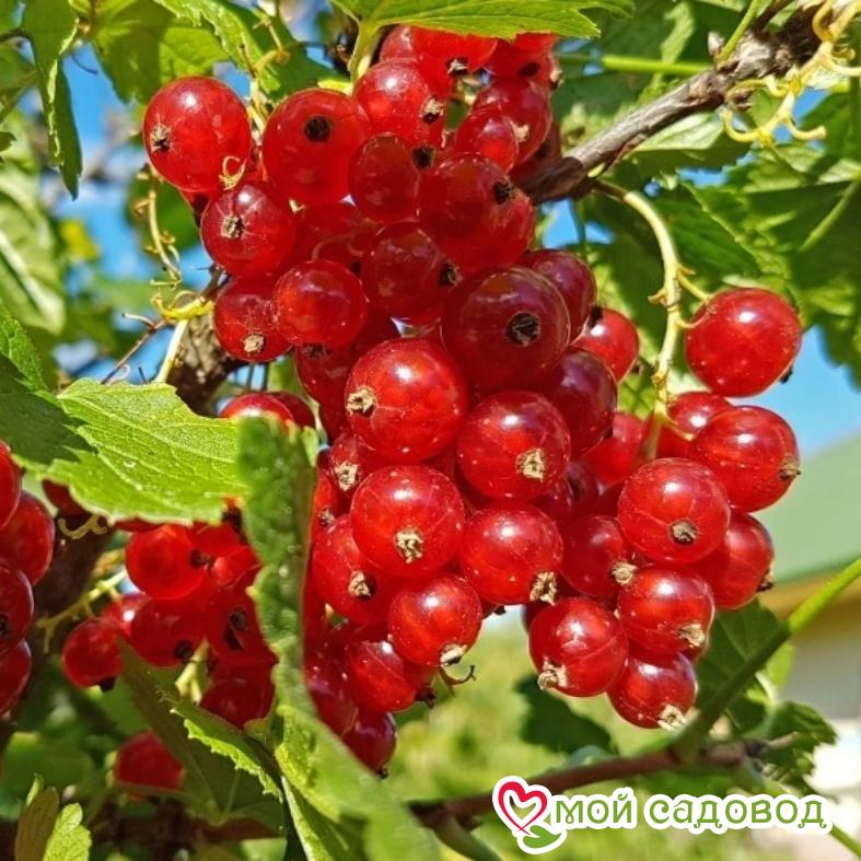 Красная смородина Дарница
