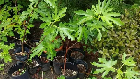 Инжир Муаринс